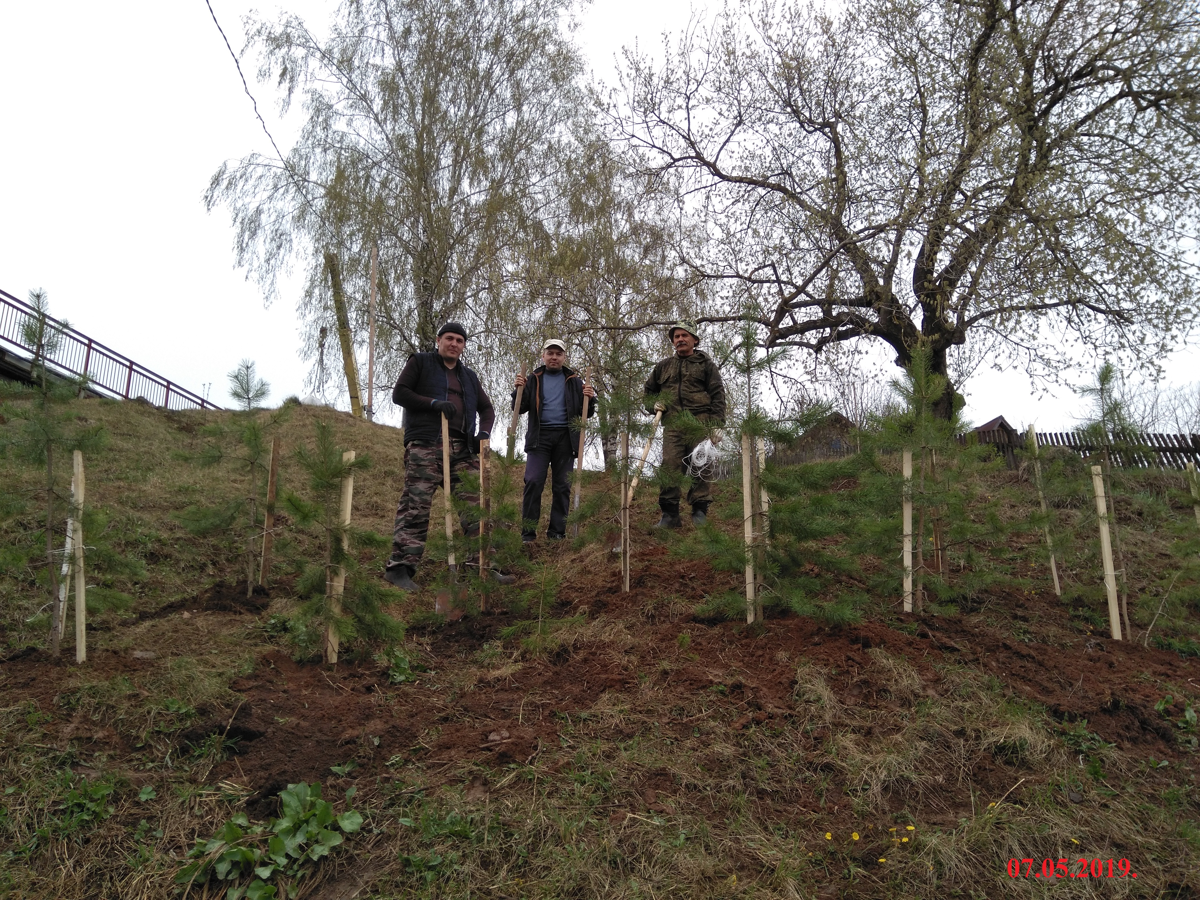 Посадка деревьев и субботник