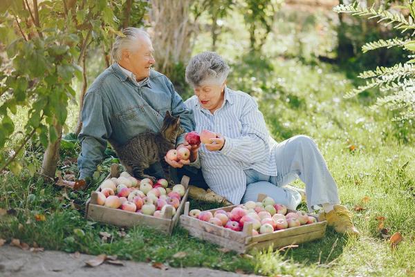 Отделение СФР по Республике Татарстан выплачивает надбавку за длительный стаж работы в сельском хозяйстве более 43 тысячам жителей региона